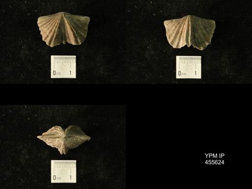 Platystrophia laticosta