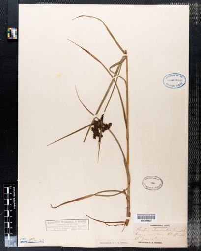 Scirpus atrocinctus