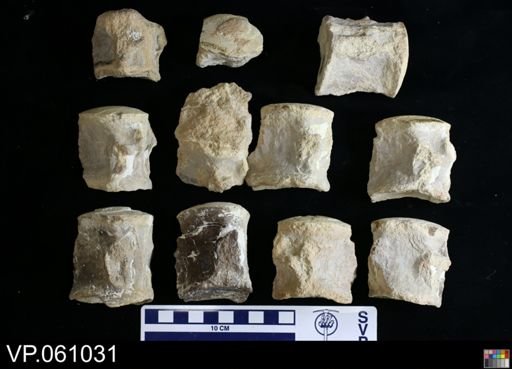undet. Mosasauridae