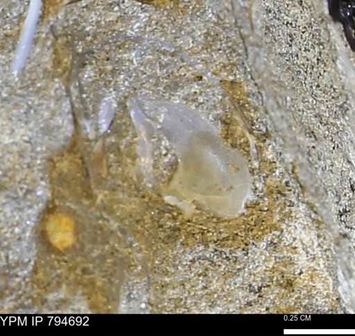 undet. Bivalvia