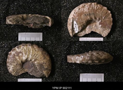 undet. Inoceramidae