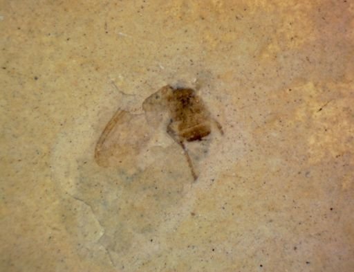 undet. Hexapoda