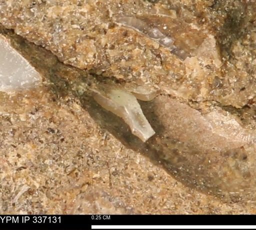 undet. Mollusca