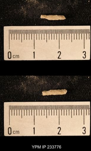 Archaeocidaris sp.