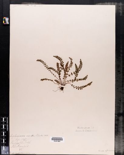 Asplenium viride