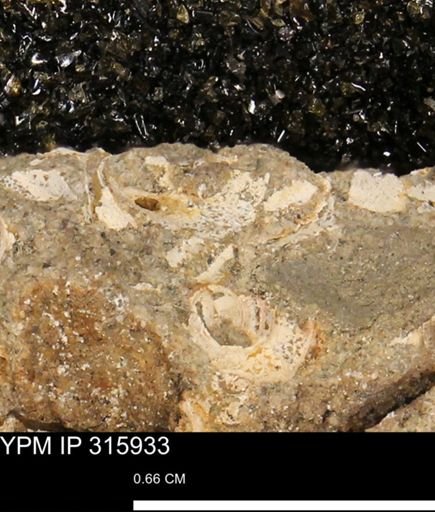 undet. Mollusca