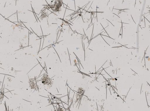 Halichondria panicea