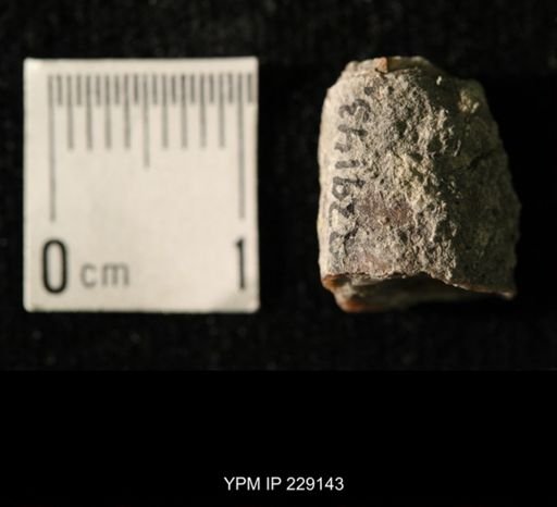 Pseudorthoceras knoxense