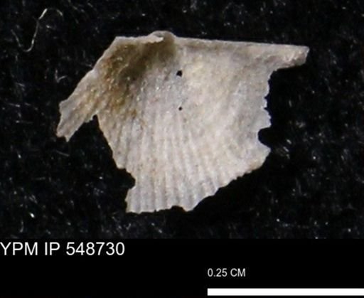 Stropheodonta perplana