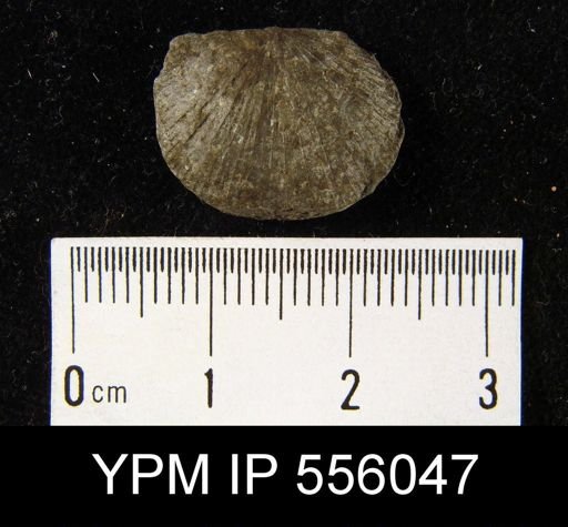 undet. Strophomenida
