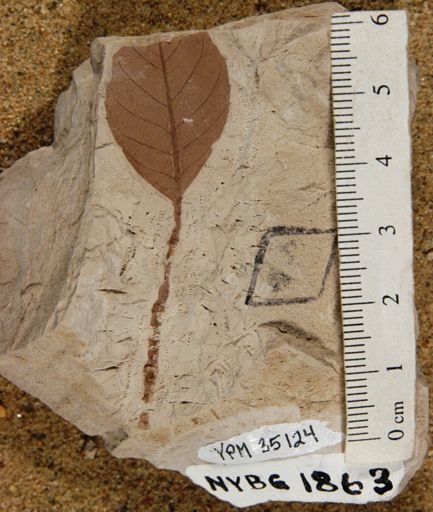 Koelreuteria bipinnatoides