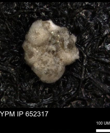 undet. Foraminiferida