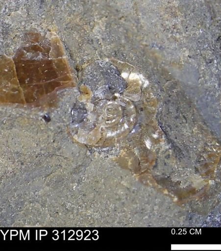 undet. Ammonoidea