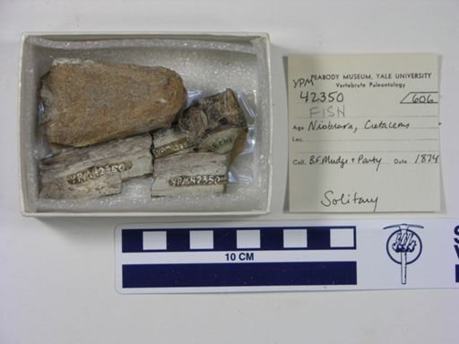 Protosphyraena sp.