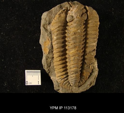 Calymene incerta