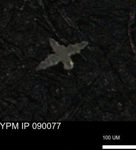 undet. Porifera