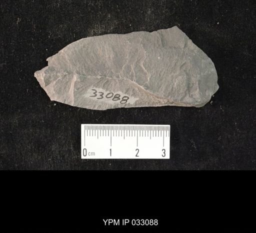 Mormolucoides articulatus