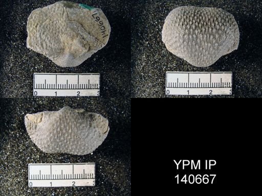 Productus (Waagenoconcha) abichi