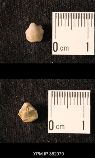 Ambocoelia planoconvexa