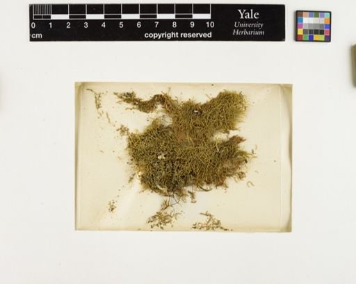 Plantae