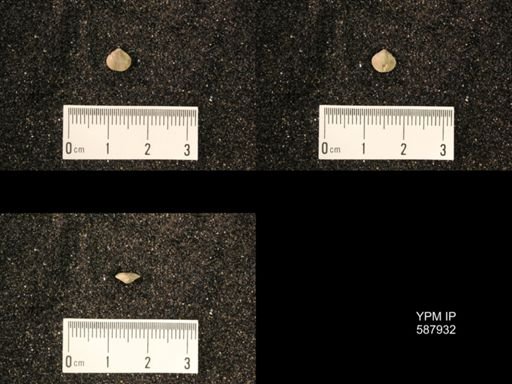 Zygospira modesta