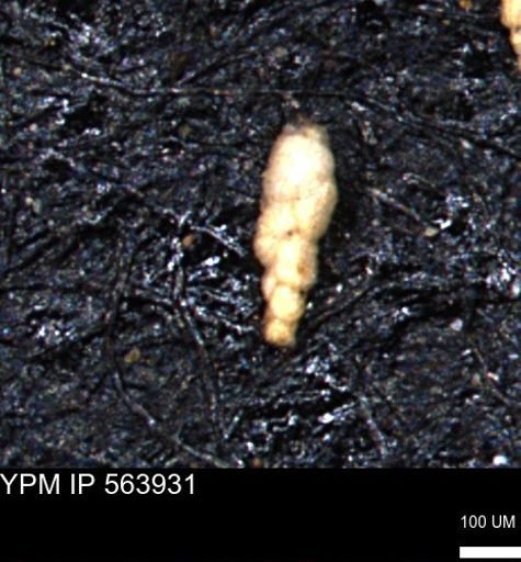 Bimonilina variana