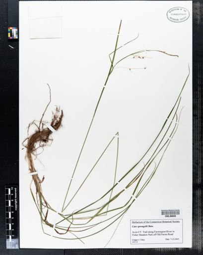Carex sprengelii
