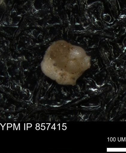 undet. Foraminiferida
