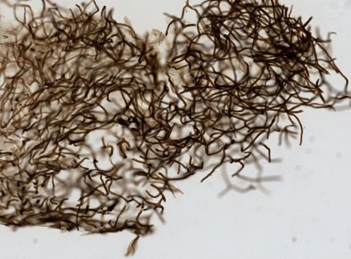 Hippospongia cf. gossypina