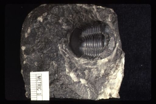 Illaenus americanus