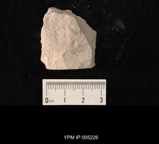 Lemmatophora minuta
