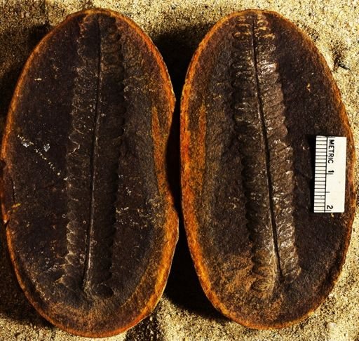 Pecopteris sp.