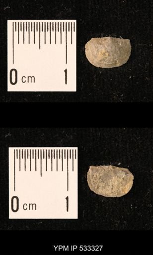 Chonetes sp.