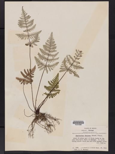 Cheilanthes