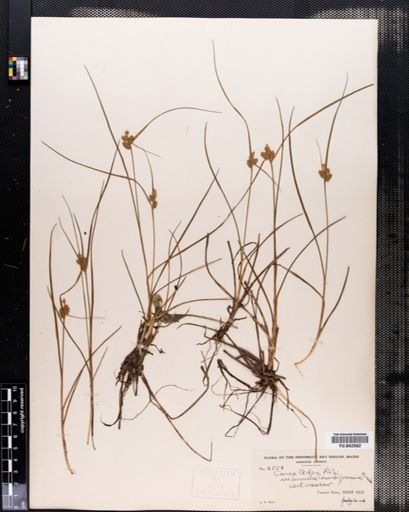 Carex viridula