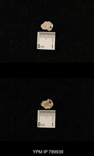 undet. Brachiopoda