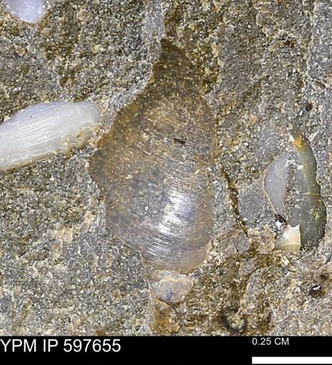 Protocardia?