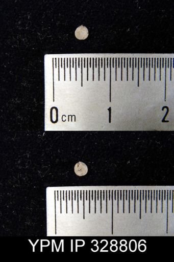 undet. Athyridida