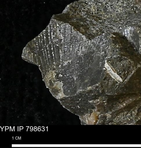 Oxytoma (Hypoxytoma) nebrascana