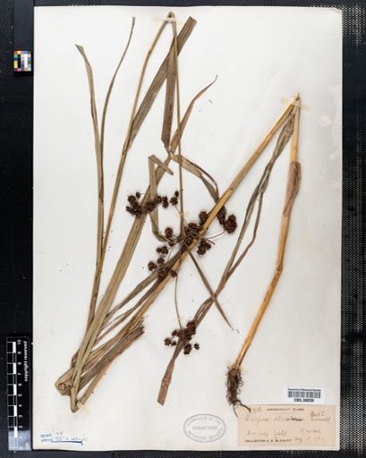 Scirpus atrovirens