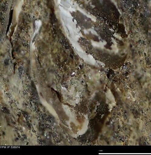 undet. Bivalvia