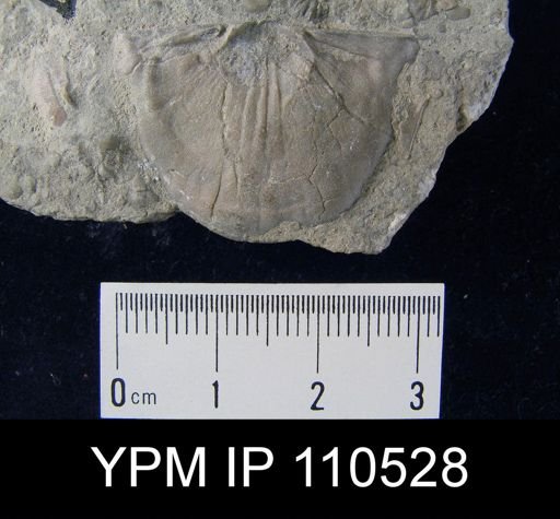 Strophomena radiireticulata