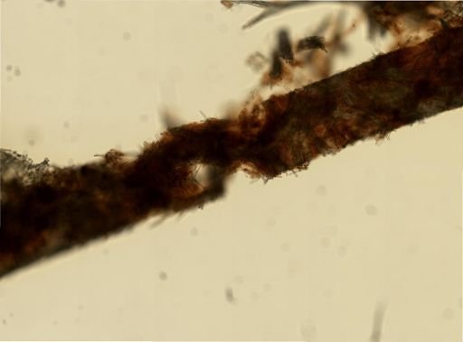 Siphonodictyon?