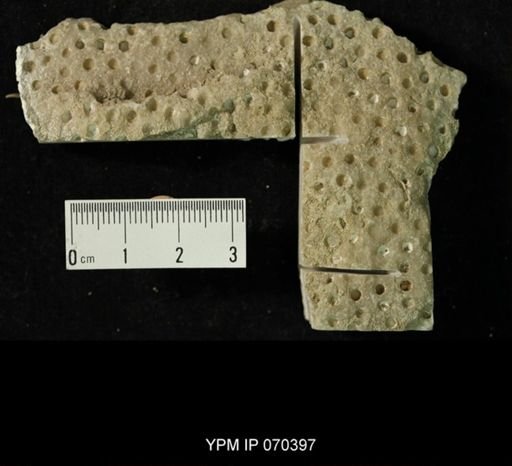 Heliolites spongiosus