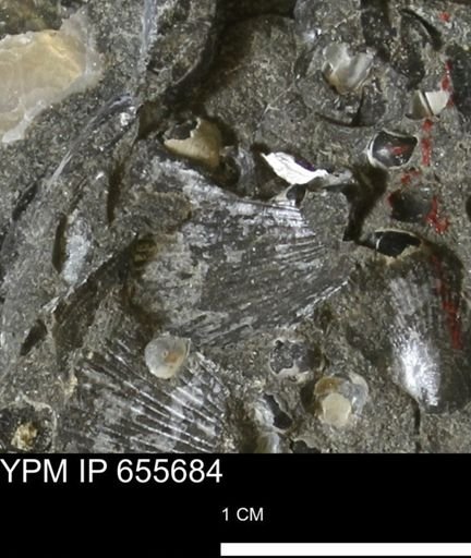 Oxytoma (Hypoxytoma) nebrascana