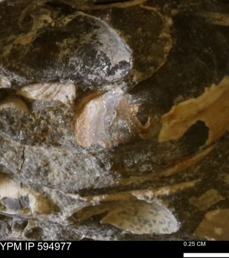 undet. Bivalvia
