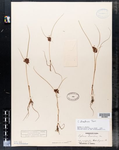 Cyperus diandrus