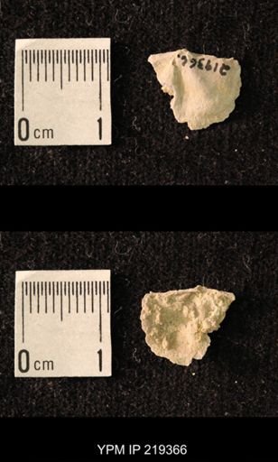 Chonetes granulifer