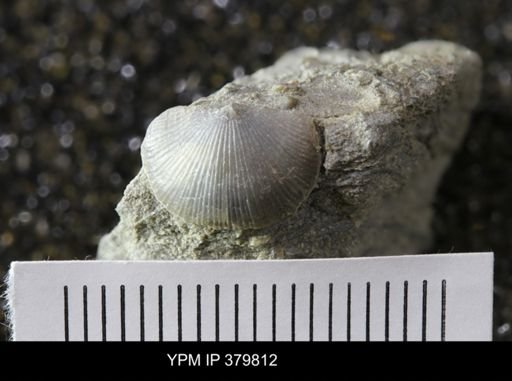 Devonochonetes
