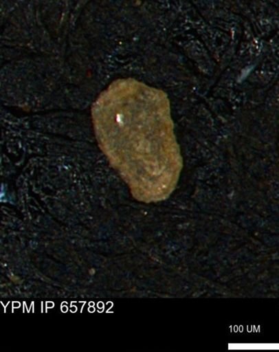 Spirolocammina planula
